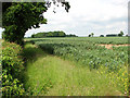 View along a field margin in IP25 6TA