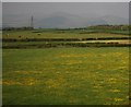 Buttercup meadow in CA19 1XF