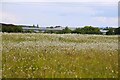 Hay meadow at Sutton Courtenay in OX14 4SD
