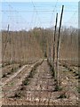 Hop Garden near Witherenden in TN19 7JE