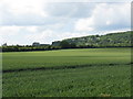 Fields Near Shucknall Hill in HR1 3SS