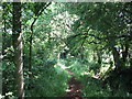 Shady footpath in Evendons Ward