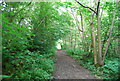 Footpath through Twelve Acre Plantation in TN11 9QA