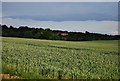 Dene Court in the distance across a wheat field in TN11 9NS