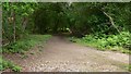 Track on Witley Common near Milford in GU8 5JY