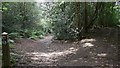 Footpath leaves byway near Tilford in GU10 2AE