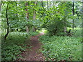 Footpath through woods in RG9 6ND