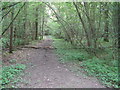 Looking west along footpath in Bishop's Wood in RH14 9AL