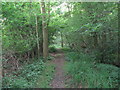 Woodland path west of Five Oaks in RH14 9AR