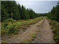Forest track in ML12 6ZS