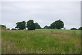 Trees on the horizon, Park Farm in TN11 0NL