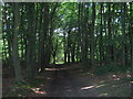 Footpath in Upper Beechen Wood in BR6 7PX