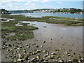 The River Torridge at Bideford in EX39 3LF