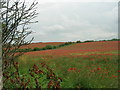 Poppy fields at Ryton in NE40 3LN