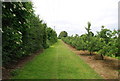 Footpath along the edge of an orchard in TN11 0QR