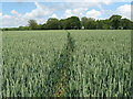 Path through Wheat field near Hope Farm in RH14 9BP
