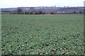 Beet Field Moormill Lane in NE11 0TJ