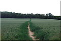 Footpath crossing a field of wheat in TN11 9RG