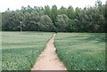 The Greensand Way passes through a wheat field in TN11 9SR