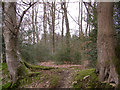 Fletchwood Copse from Fletchwood Lane in SO40 7AG