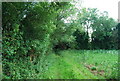 Footpath by Hazel Wood in TN11 0JH