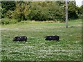 Pigs in clover, Rodden in DT3 4HJ
