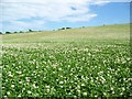 Field of clover near Upwey in DT3 4EP
