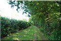Footpath along side an orchard near Matfield in TN12 7LG