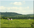 2009 : Cows and pasture, North Brewham in BA10 0JY