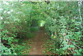 Footpath through Foster's Wood in TN12 7HP