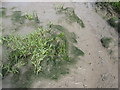 Salt grass and samphire on Kilkenny Bay mudflats in BS20 7HY