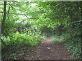 Footpath in Norton's Wood in BS21 7AH