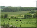 Sheep and horses grazing on Walton Moor in BS21 7AH