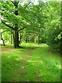 Path in Hagg Wood in Ightenhill