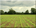 2009 : Maize near the end of June in SN14 7BA