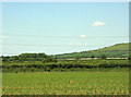 2009 : Field of maize near Rowde Manor Farm in SN10 2QG