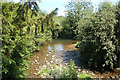 River Mule at Abermule in SY15 6NH