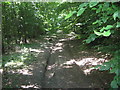 Track in Rice Wood in ME13 0PW