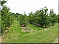 Orchard At Burmarsh in HR1 3BN