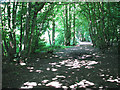 Poringland Wood - a sun-dappled path in NR14 7XW