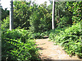 Poringland Wood - path on the northern edge in NR14 7XW