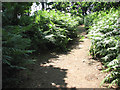 Poringland Wood - a bracken-lined path in NR14 7XW