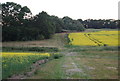 Footpath through the Oil Seed Rape in TN11 8NR