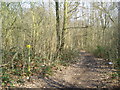 Sparrow Wood, Bromley, Kent in BR2 8BT