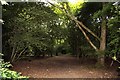 Footpath through the woods on Jarn Heath in OX1 5EY