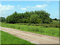 Spinney in the wetlands, Cannington in TA5 2SU
