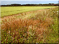 Wheat field by the River Parrett in TA5 2RF