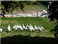 Milton Abbas: geese at Hewish Farm in DT11 0DP