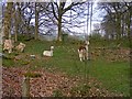 Alpacas near Garthmyn in LL24 0SG