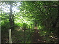 Footpath through Tangle Wood in TN27 0HG